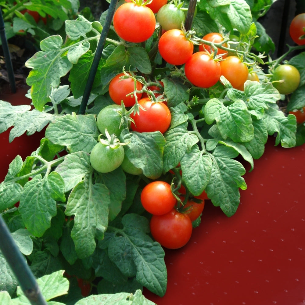 9-Piece Red Mulch Film