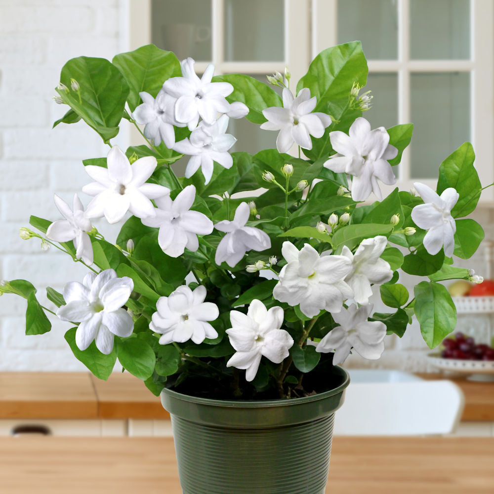 Jasminium 'Sambac Jasmine' - 1 Gallon Pot – Cottage Farms