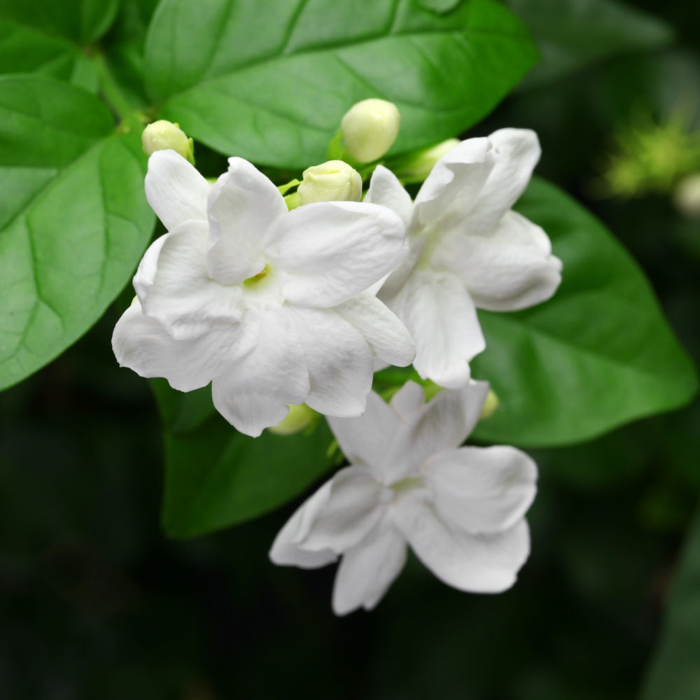 Jasminium 'Sambac Jasmine' - 1 Gallon Pot