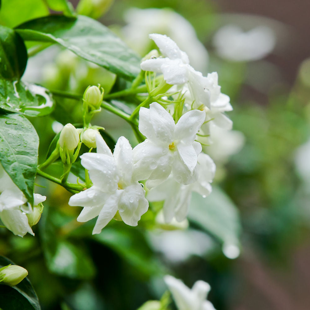 Sambac Jasmine - 1G Pot