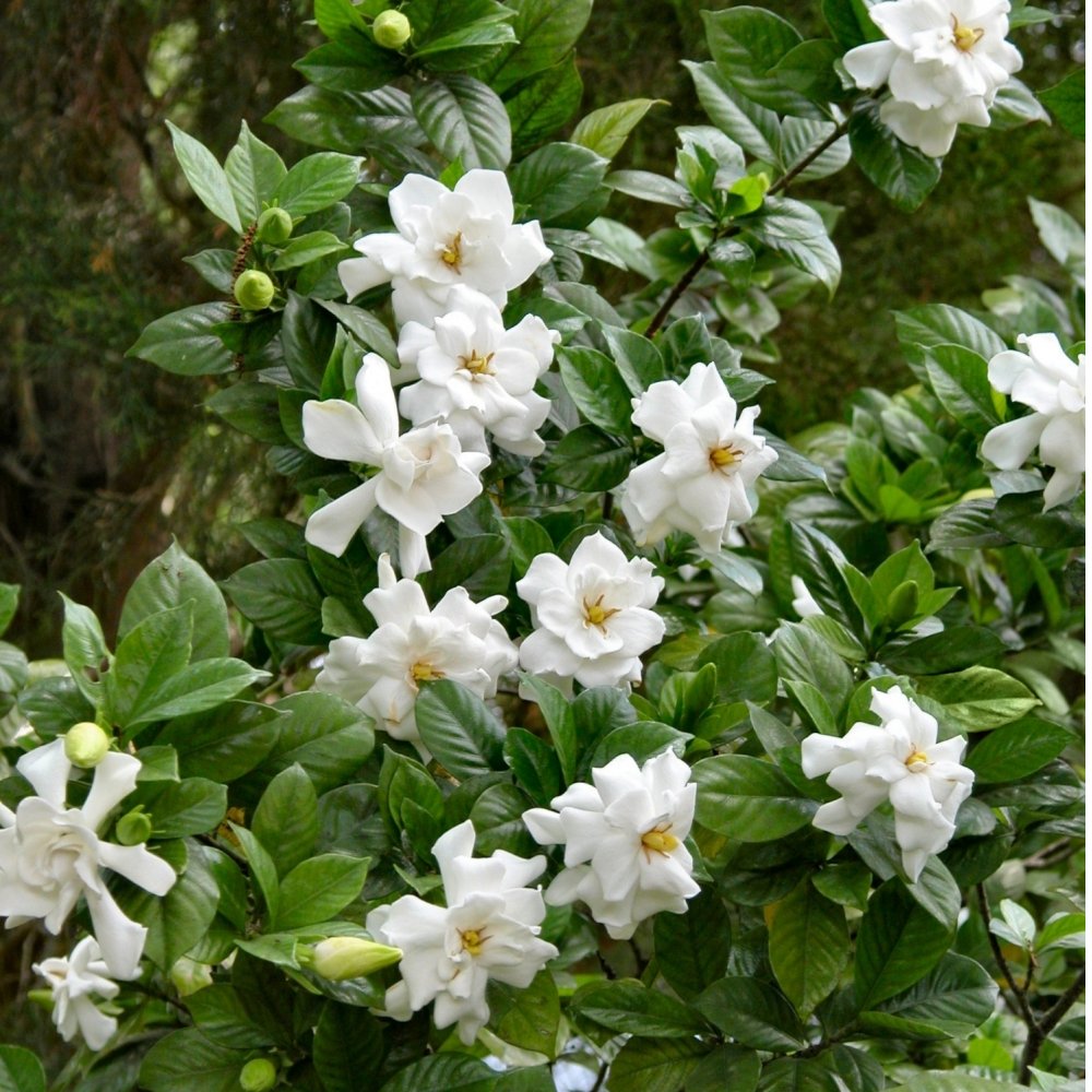 Frost Proof Gardenia - 4" Pot