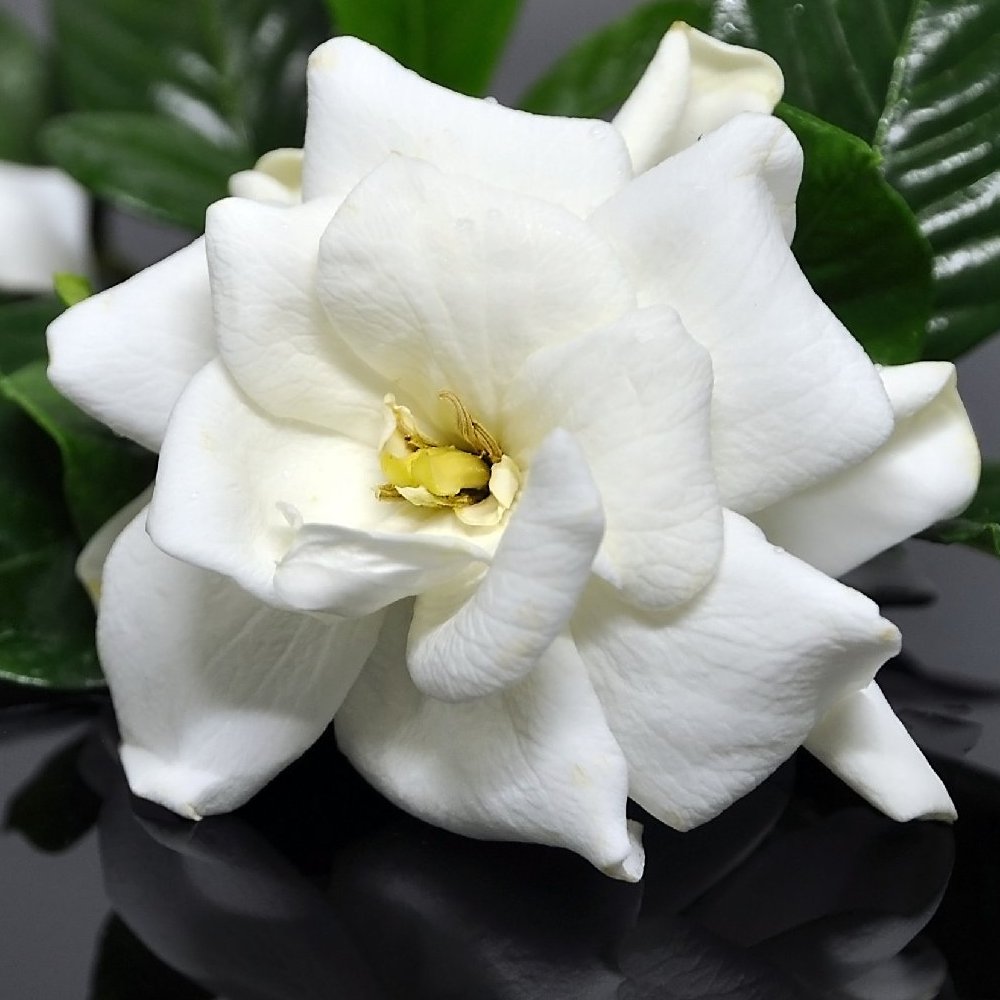 Frost Proof Gardenia - 4" Pot