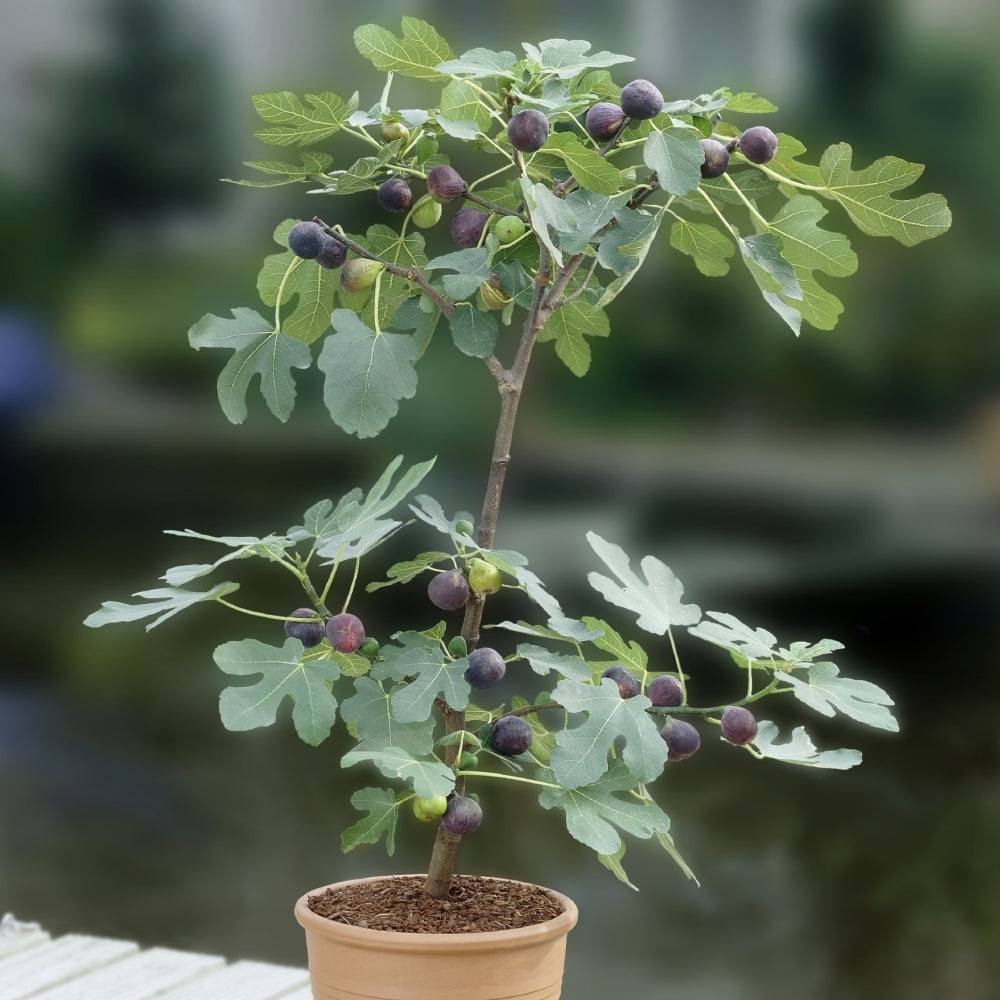 Ficus, Olympian Fig - 1 Gallon Pot