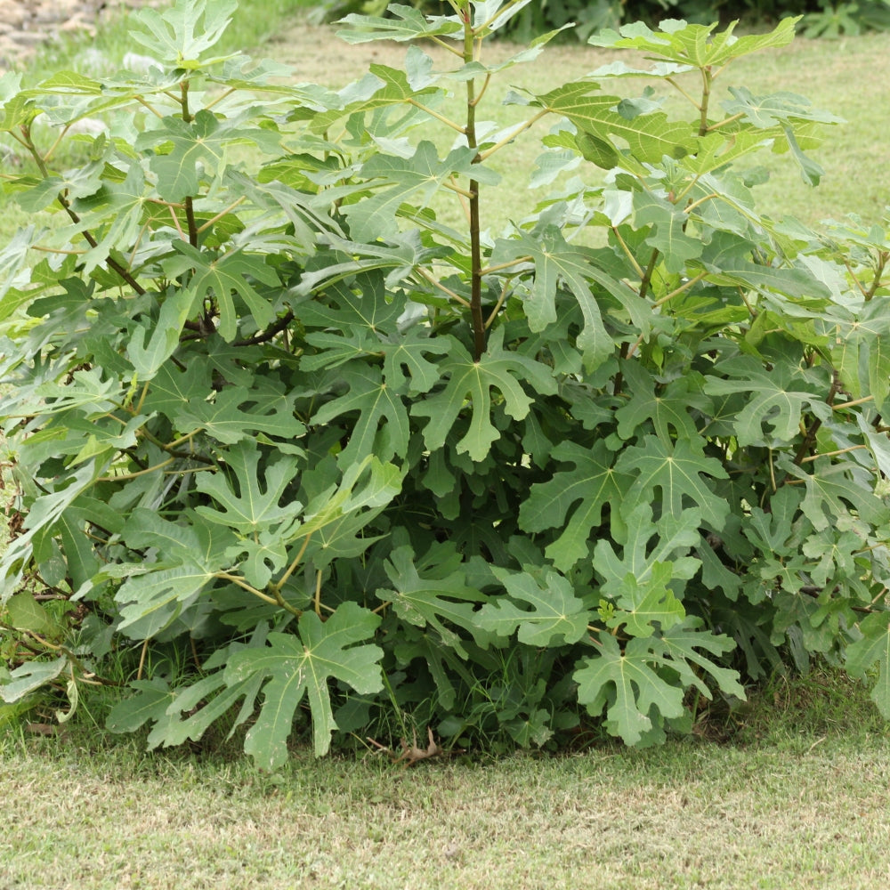 Ficus, Olympian Fig - 1 Gallon Pot