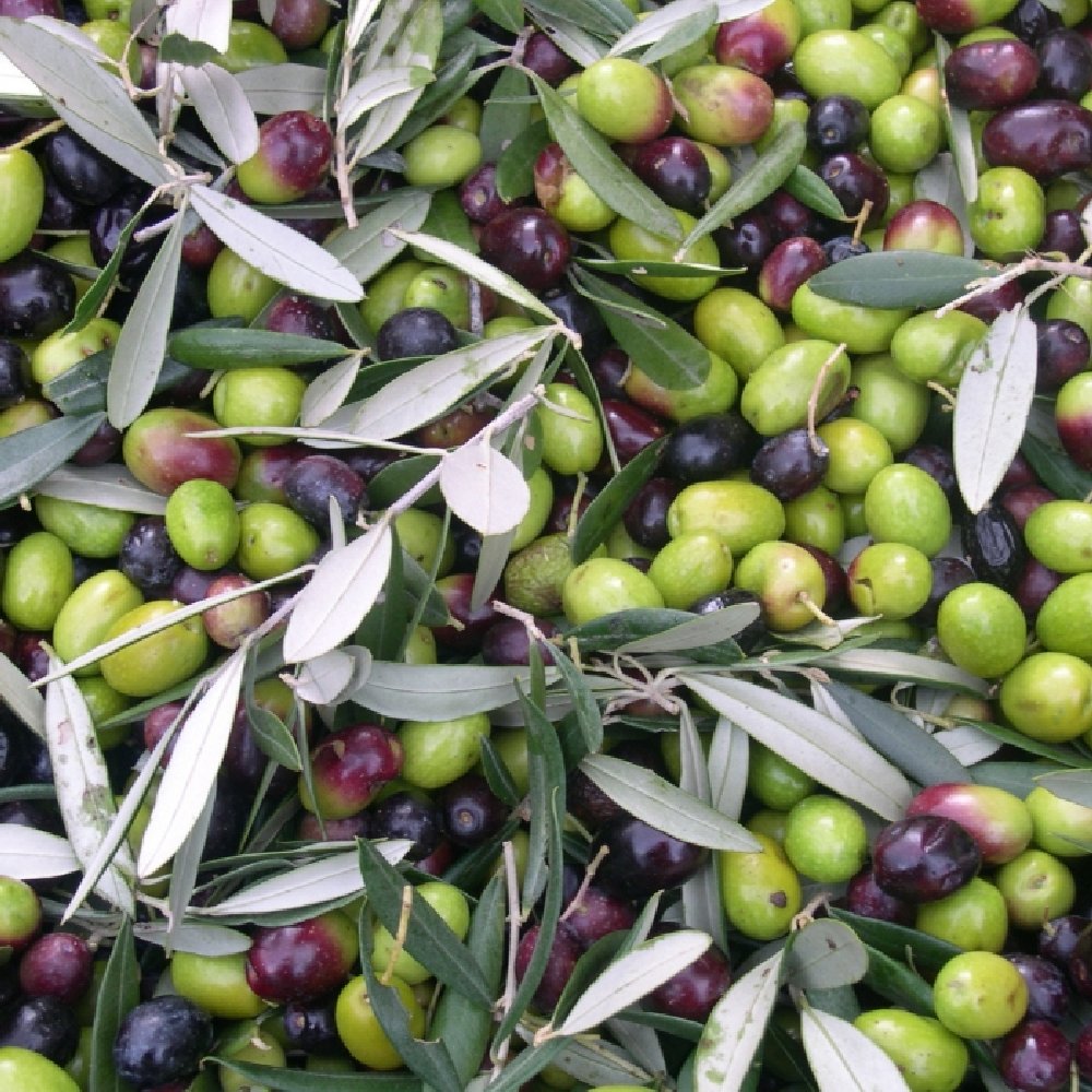 Olea 'Arbequina' Olive - 4" Pot (NOVEMBER PICK UP SALE)