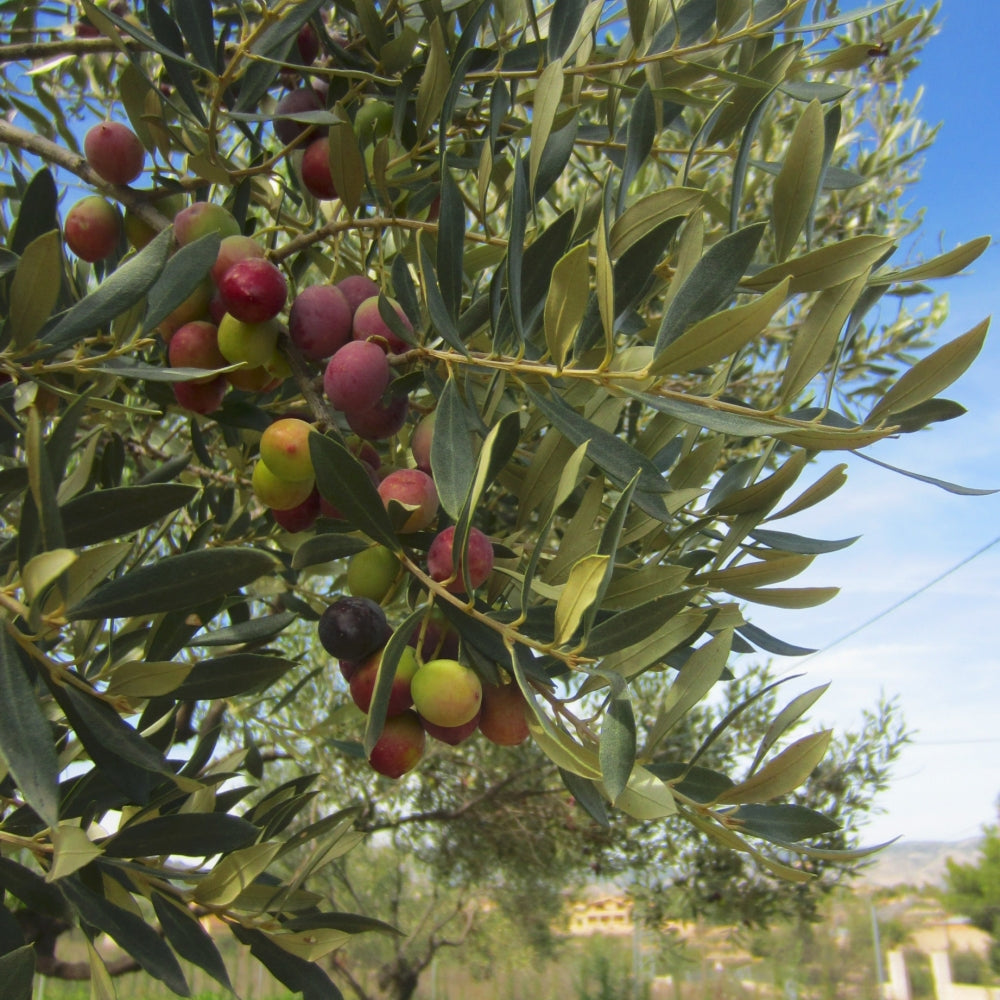 Olea 'Arbequina' Olive - 4" Pot (NOVEMBER PICK UP SALE)