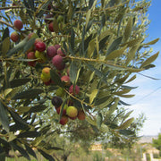 Arbequina Olive - 4" Pot