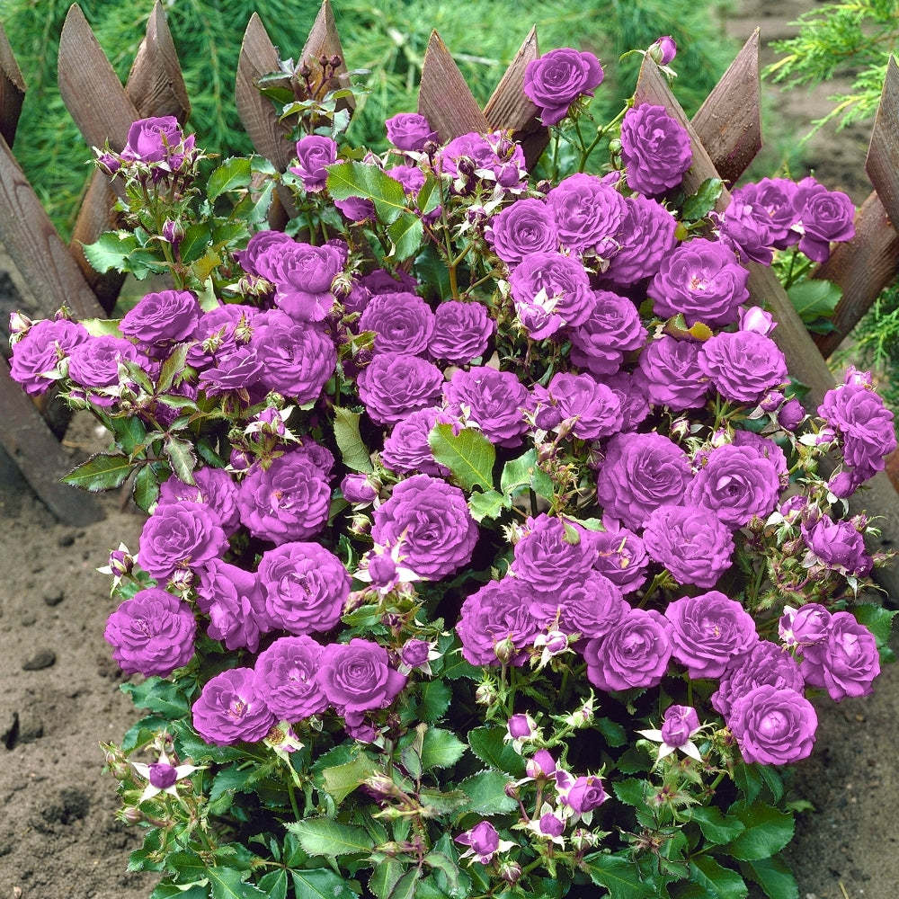 Lavender Sunblaze® Mini Rose - 2.5
