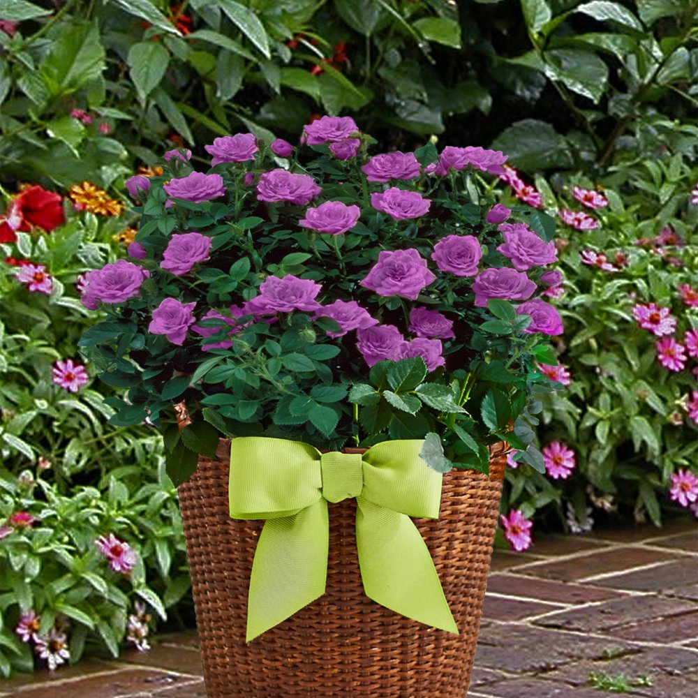 Lavender Sunblaze® Mini Rose - 2.5" Pot