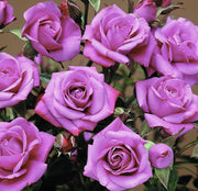 Lavender Sunblaze® Mini Rose - 2.5" Pot