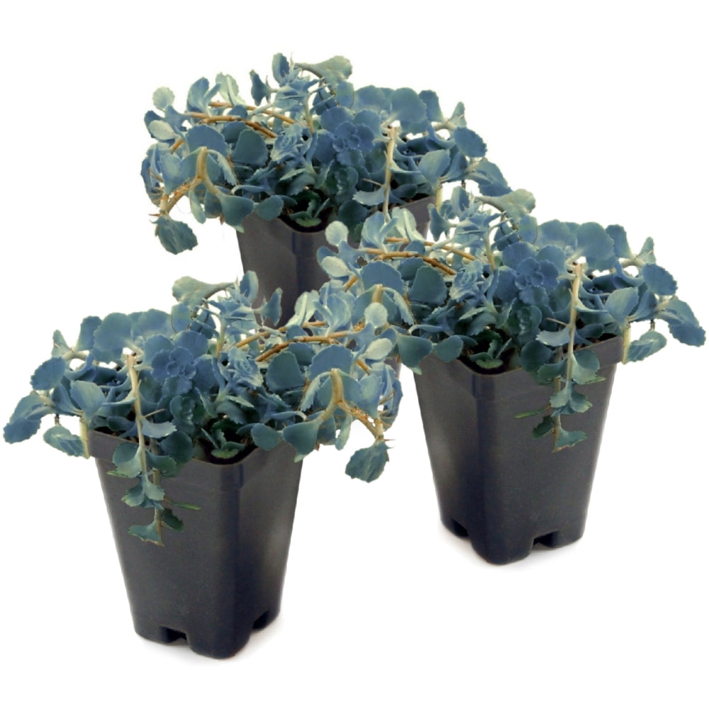 Blue Pearl Sunsparker® Sedum - 2.5" Pot