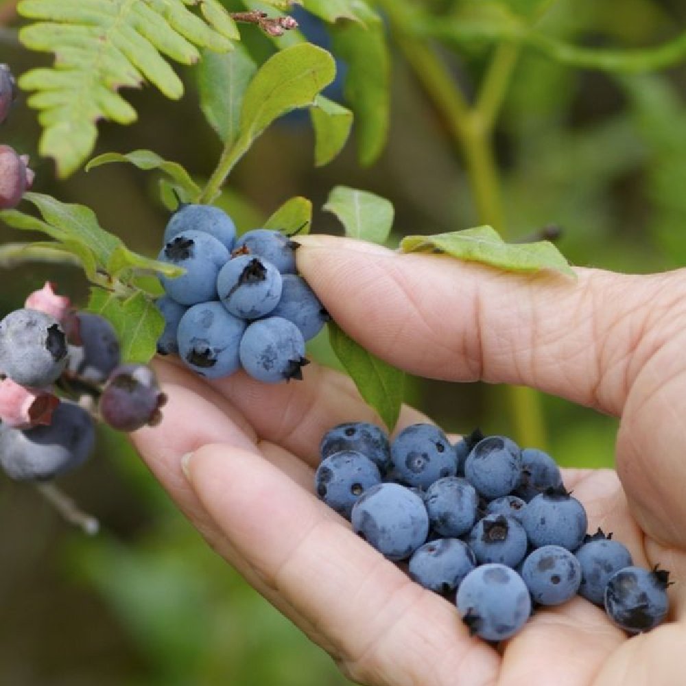 Cottage Farms Direct