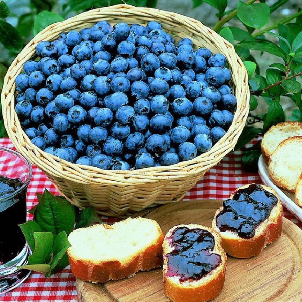 Sunshine Blue Blueberry - 1G Pot