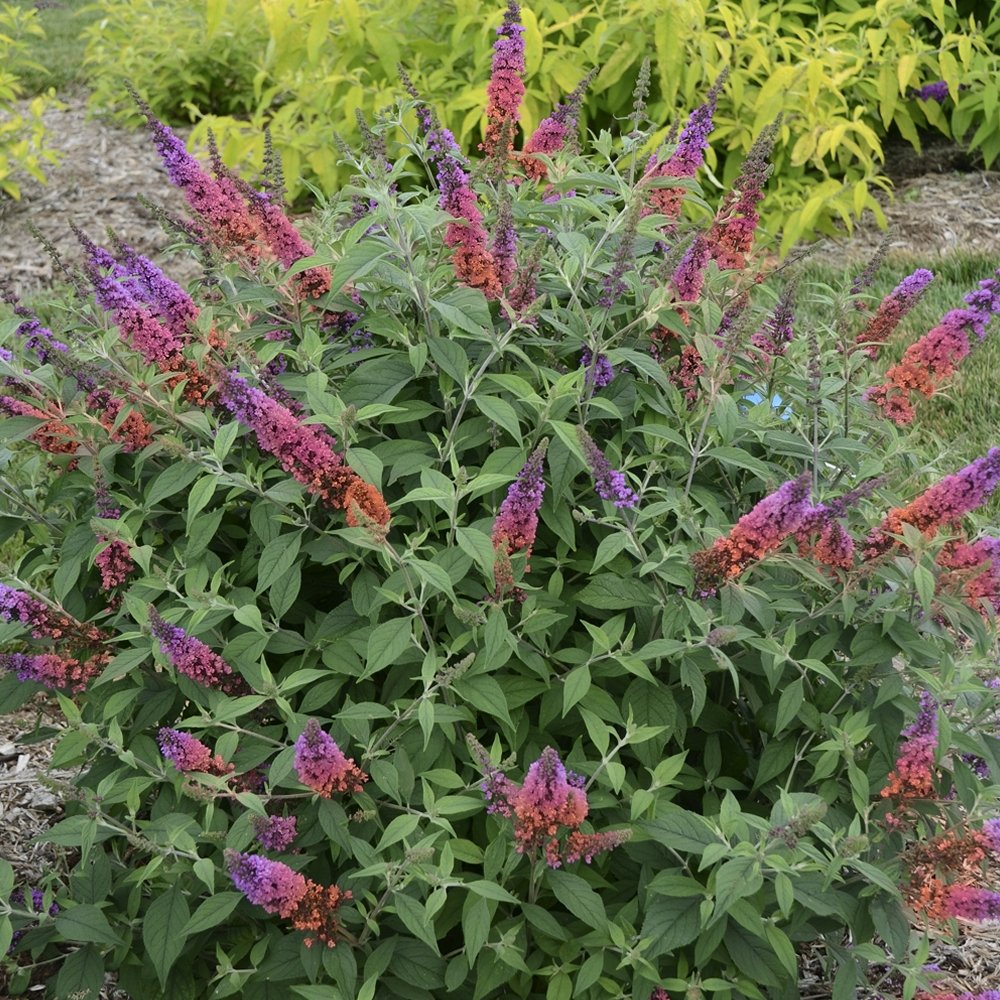 Bicolor Butterfly Bush - 4" Pot