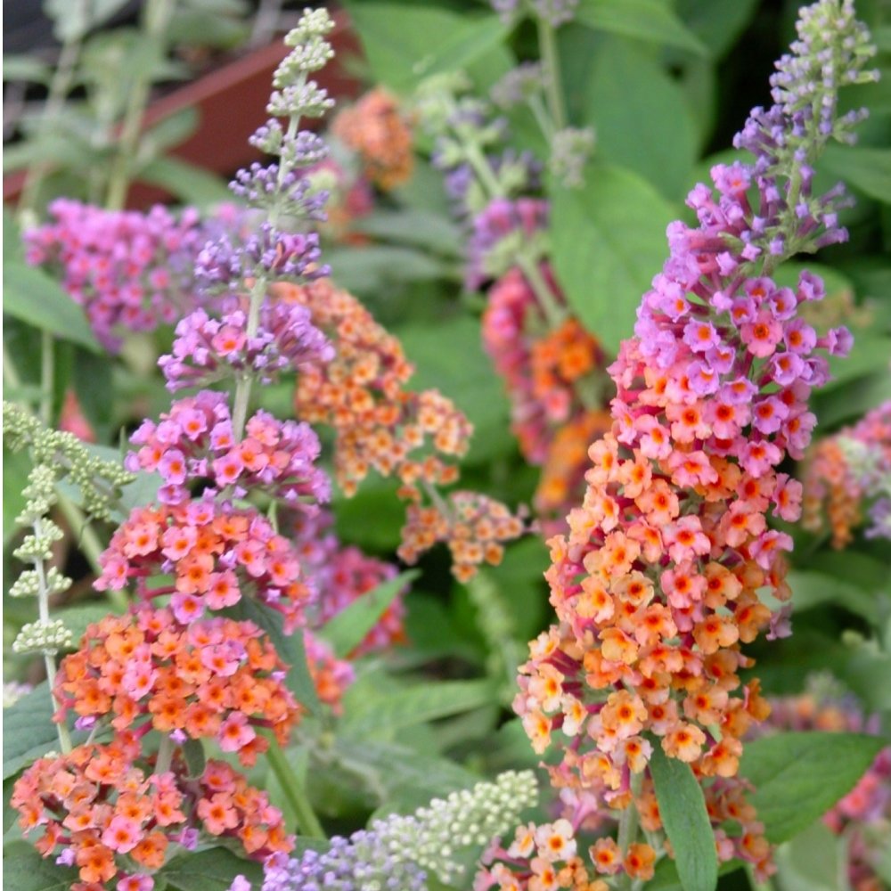 Bicolor Butterfly Bush - 4" Pot