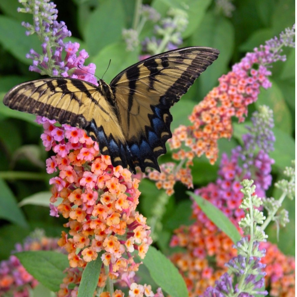 Bicolor Butterfly Bush - 4" Pot