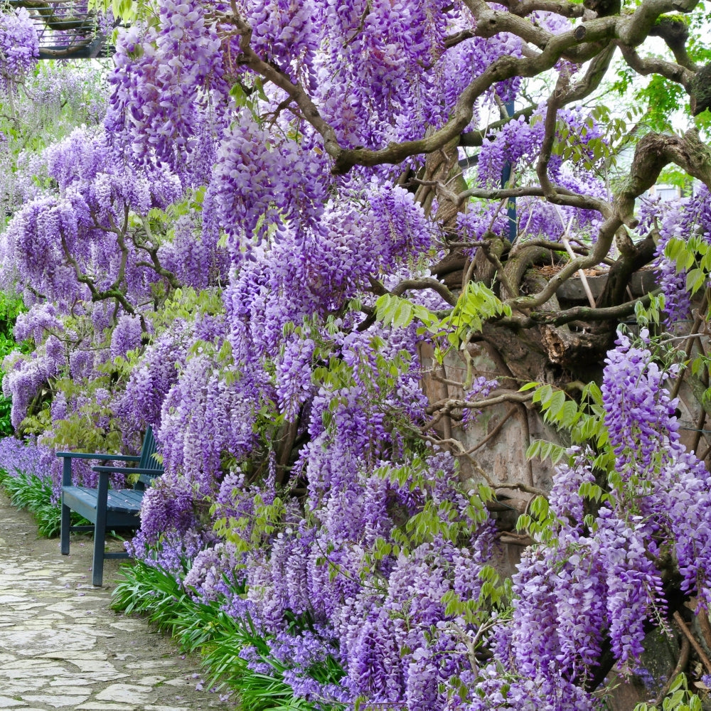 Amethyst Falls Wisteria Tree - 1G Pot