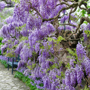 Amethyst Falls Wisteria Tree - 1G Pot