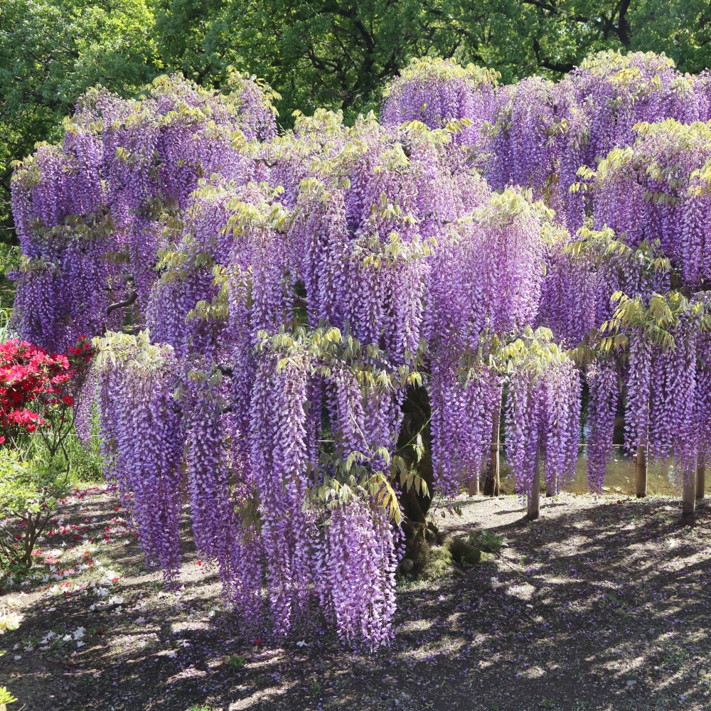 Amethyst Falls Wisteria Tree - 1G Pot