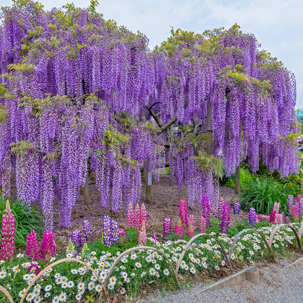 Amethyst Falls Wisteria Tree - 1G Pot