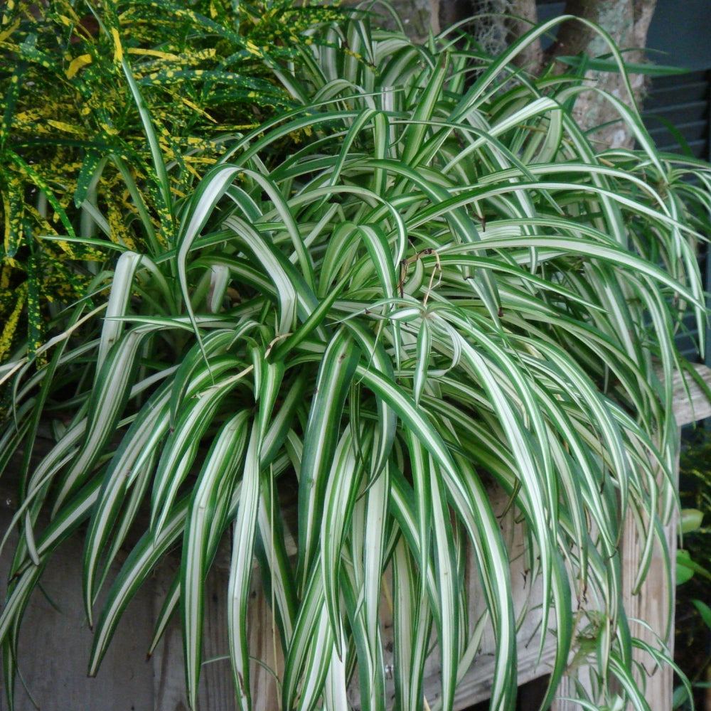 Chlorophytum Spider Plant - 4" Pot (NOVEMBER PICK UP SALE)
