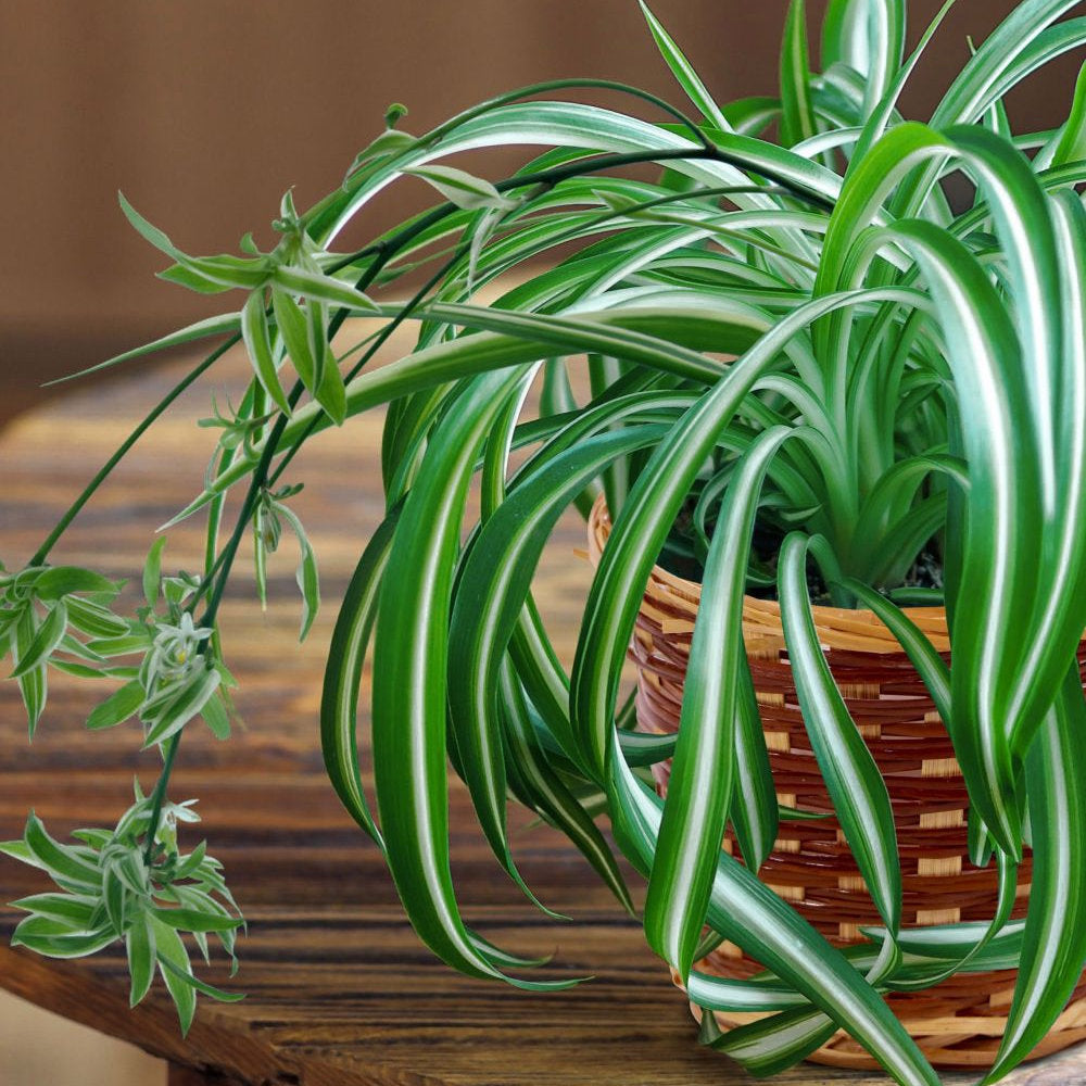 Chlorophytum Spider Plant - 4" Pot (NOVEMBER PICK UP SALE)