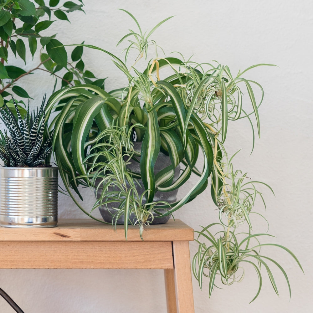 Chlorophytum Spider Plant - 4" Pot (NOVEMBER PICK UP SALE)