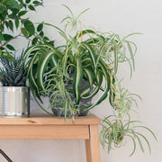Chlorophytum Spider Plant - 4" Pot (NOVEMBER PICK UP SALE)