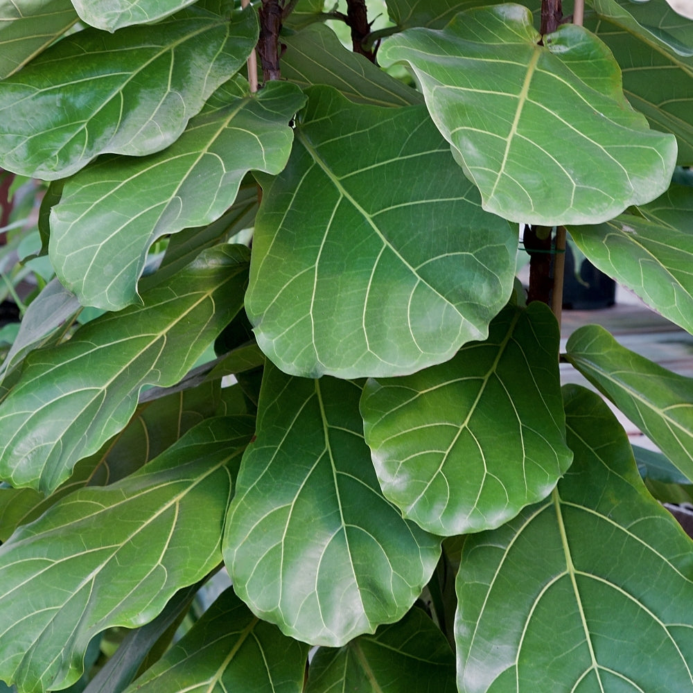 Fiddle Leaf Fig - 5.5" Pot