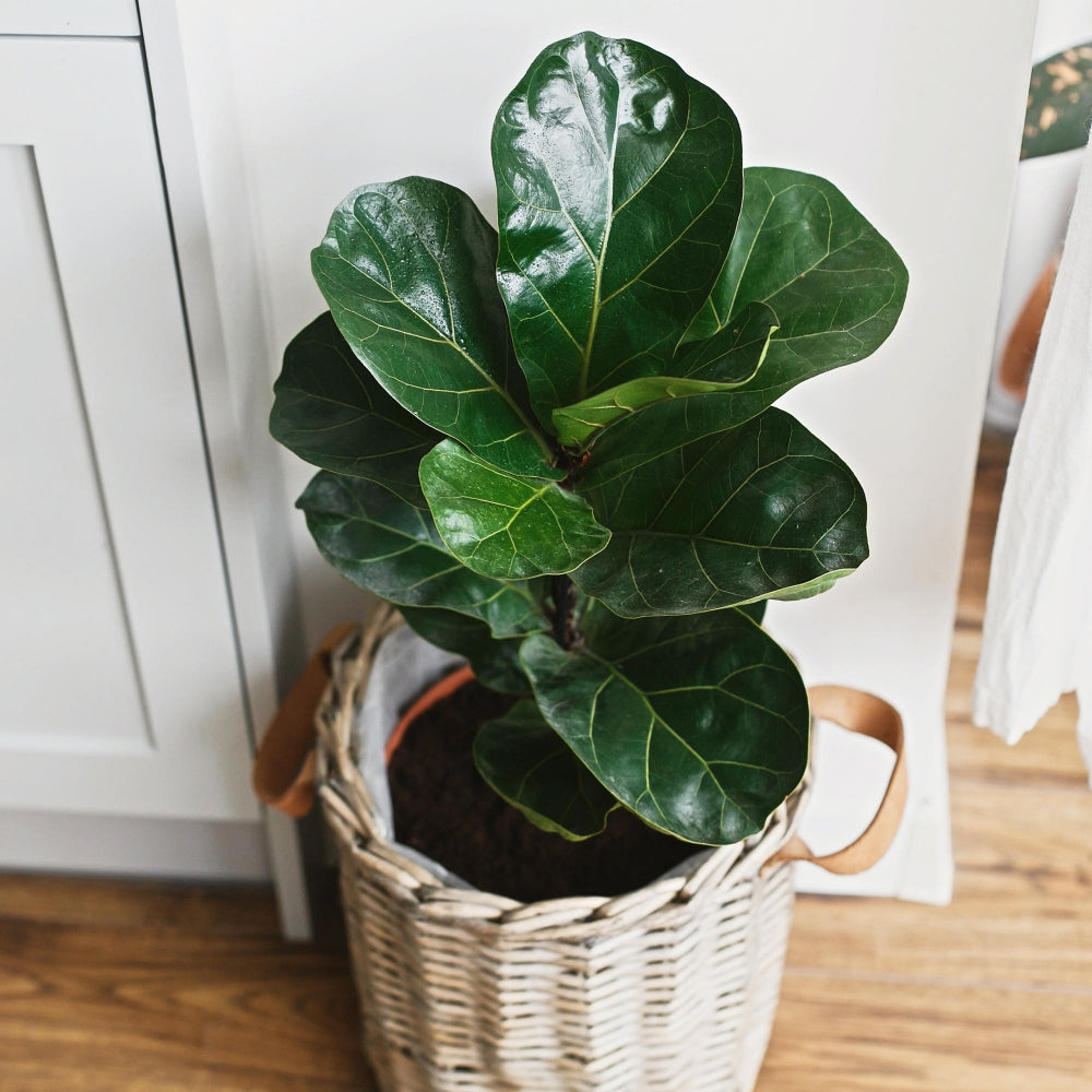 Fiddle Leaf Fig - 5.5" Pot