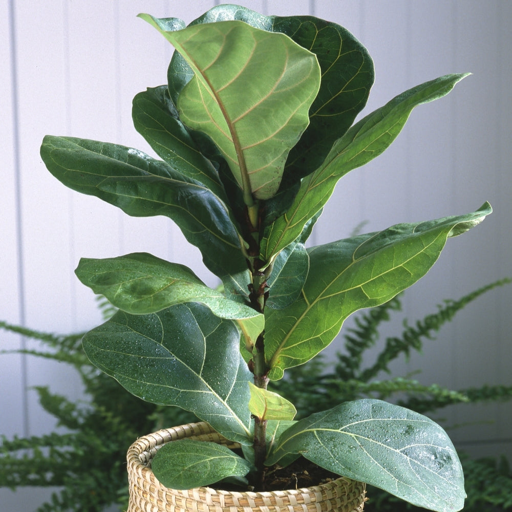 Fiddle Leaf Fig - 5.5" Pot