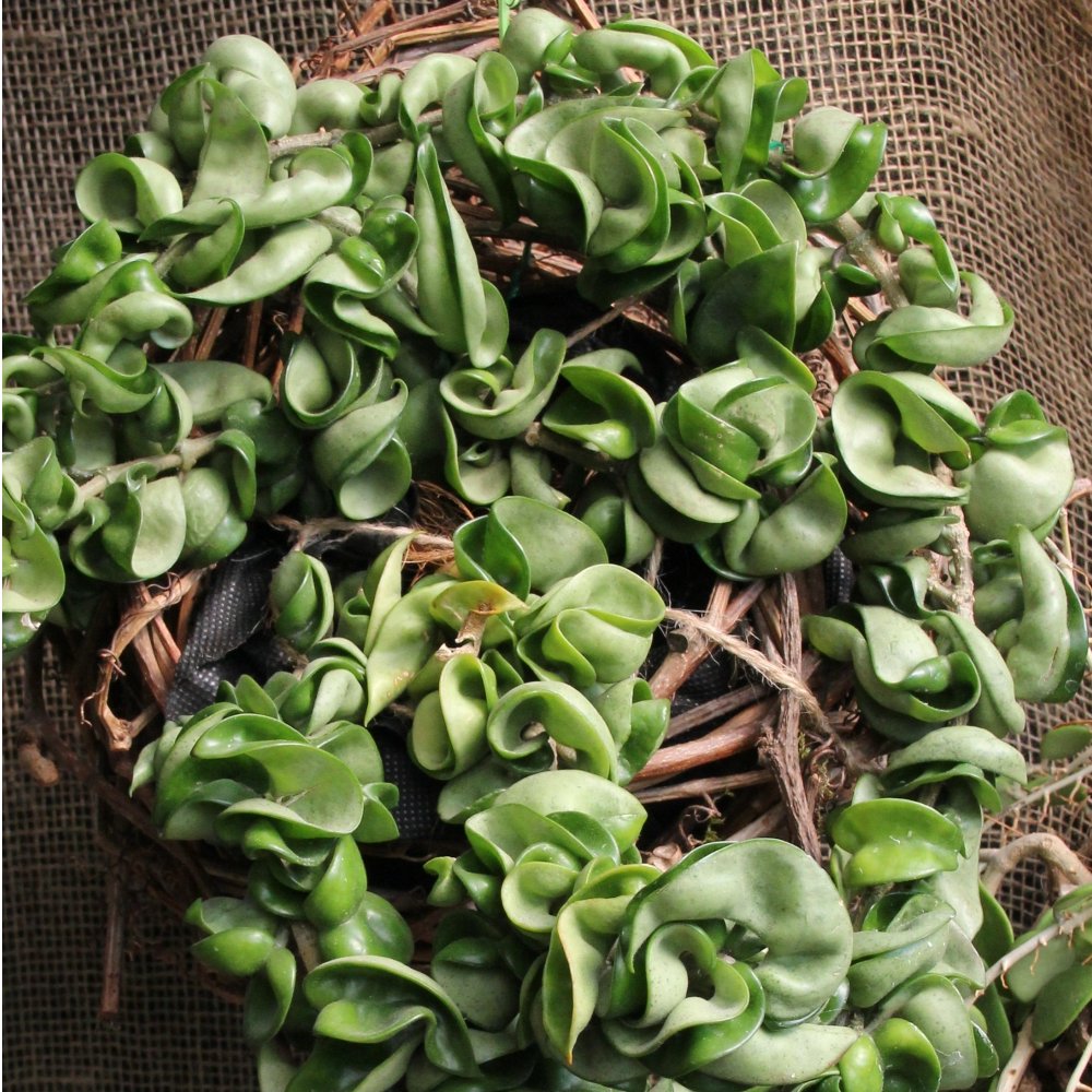 Hindu Rope Hoya - 5.5 in. Pot