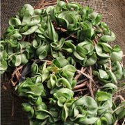 Hindu Rope Hoya - 5.5 in. Pot
