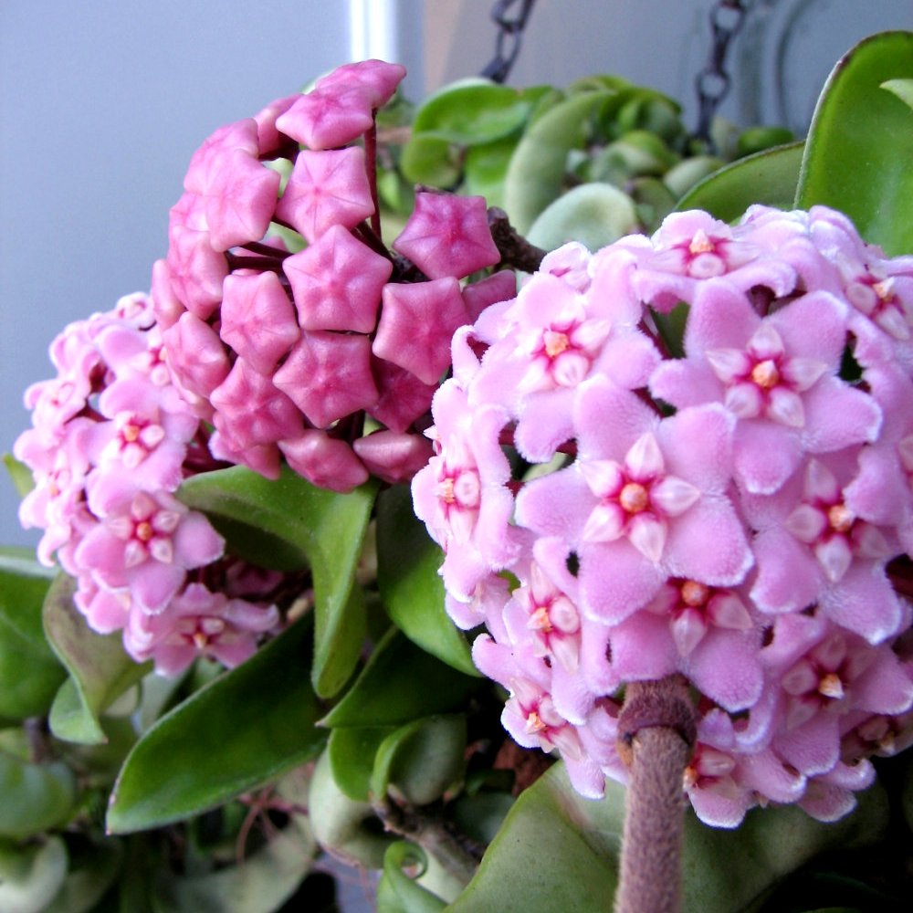 Hindu Rope Hoya - 5.5 in. Pot