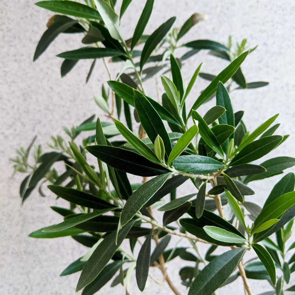 Olea, Wilsonii Olive - 1 Gallon Pot