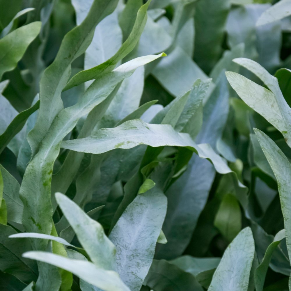 Blue Star Fern - 4" Pot