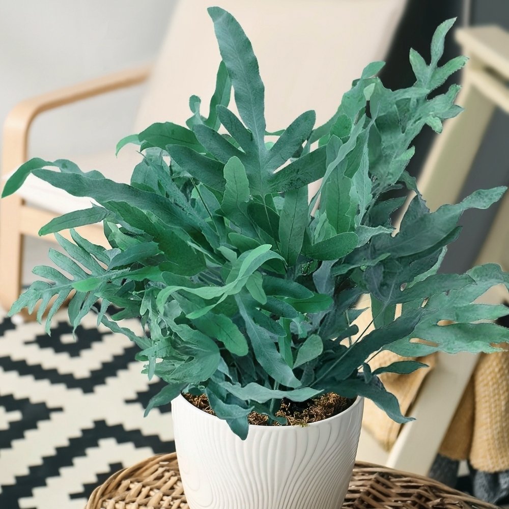 Blue Star Fern - 4" Pot