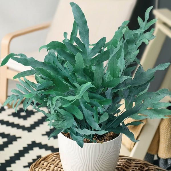 blue star fern candle Blue Star Fern