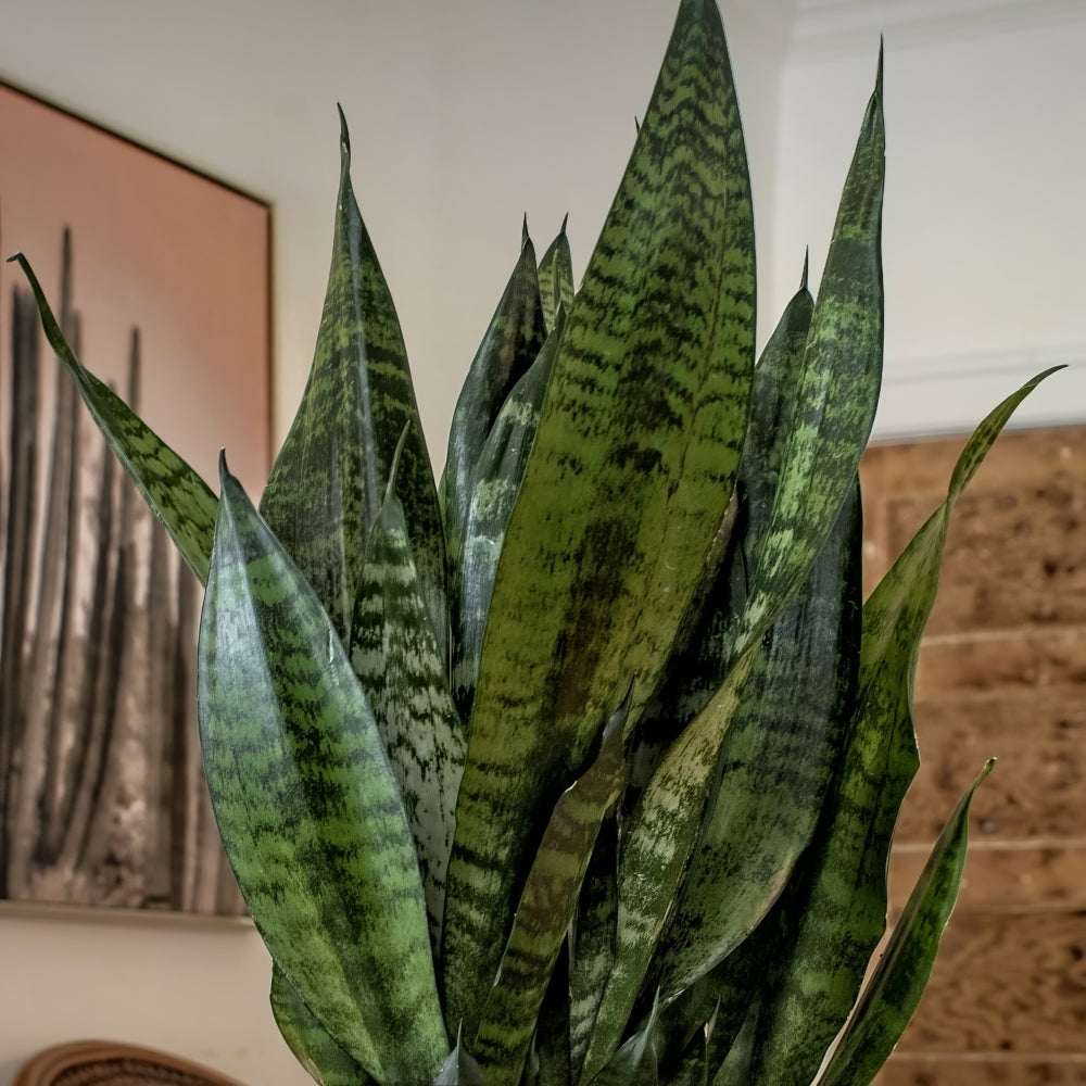 Sansevieria Snake Plant - 4 in. Pot