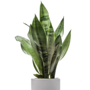 Sansevieria Snake Plant - 5.5 in. Pot