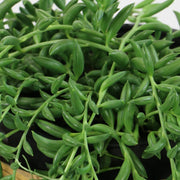 String of Bananas Succulent Vine - 4" Pot