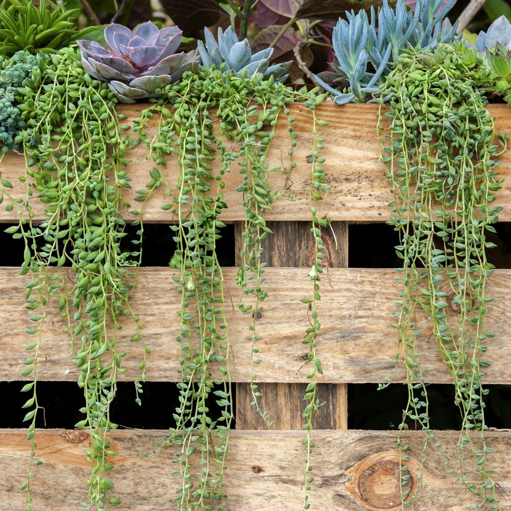 String of Bananas Succulent Vine - 4" Pot