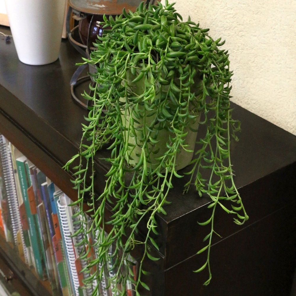 String of Bananas Succulent Vine - 4" Pot