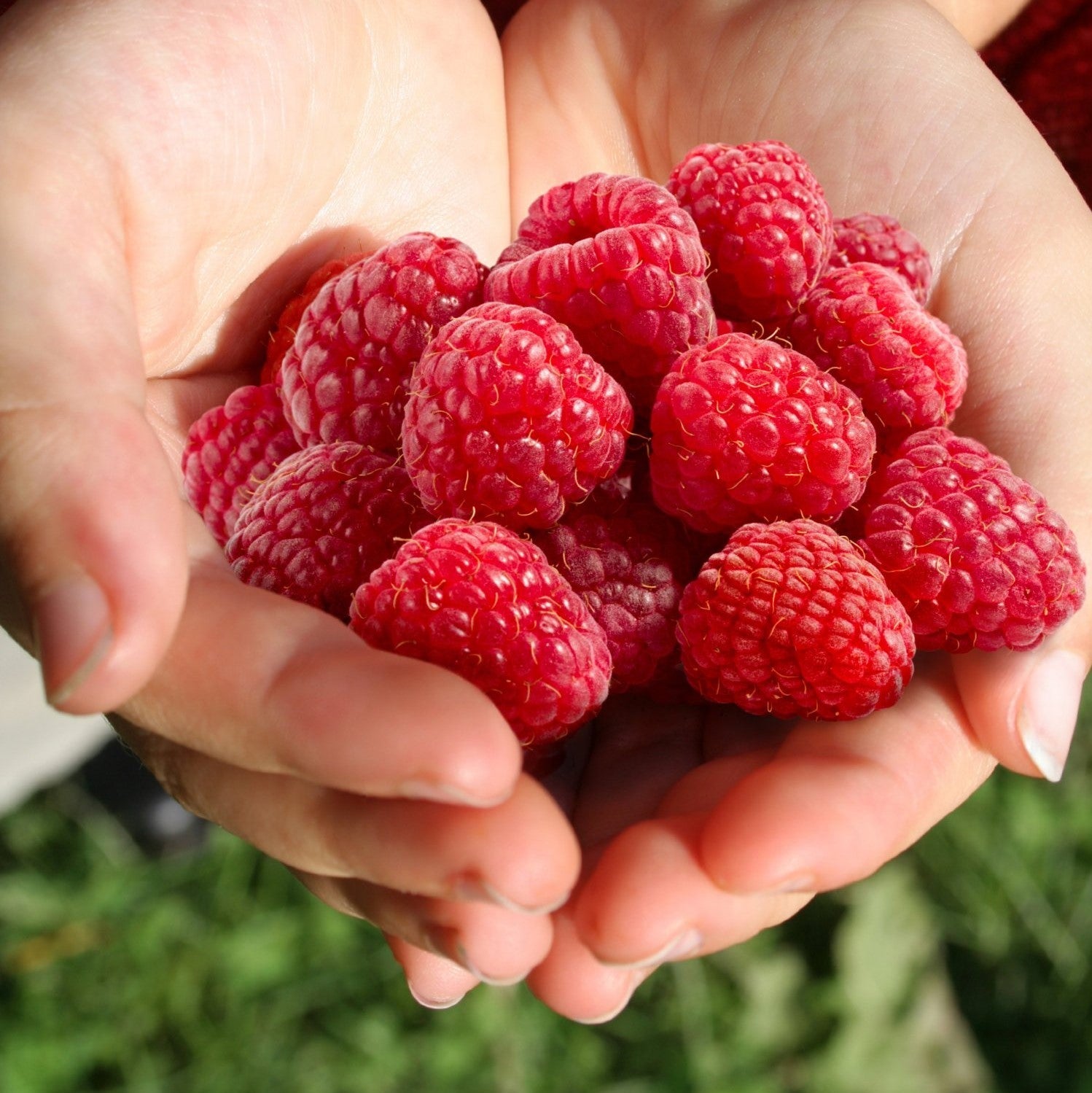 Caroline' Raspberry - 1G Pot