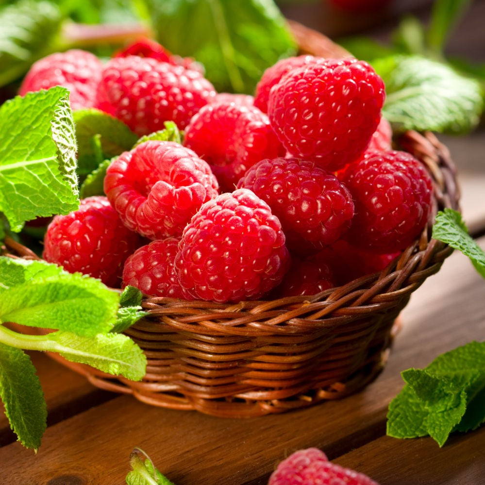 Caroline' Raspberry - 1G Pot