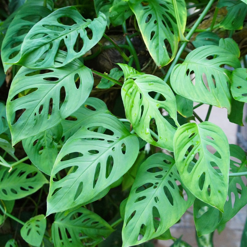 Swiss Cheese Vine - 4 in. Pot
