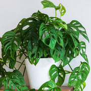 Swiss Cheese Vine - 4 in. Pot