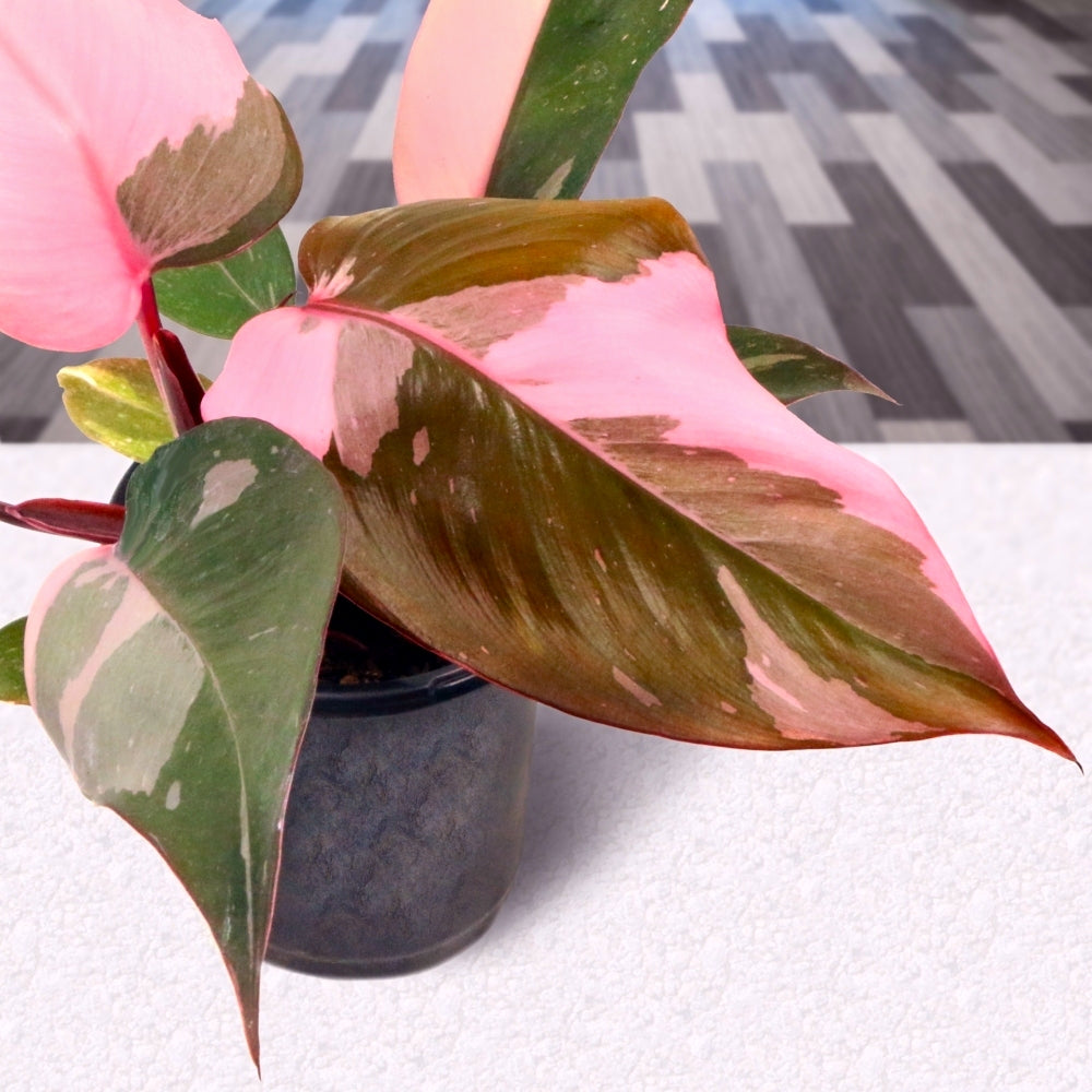 Pink Princess Philodendron - 4" Pot