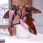 Pink Princess Philodendron - 6" Pot