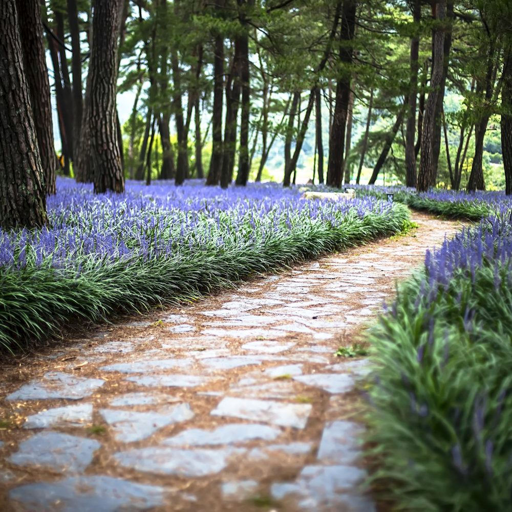 Big Blue Liriope - 1G Pot - Plant with Purpose® Collection